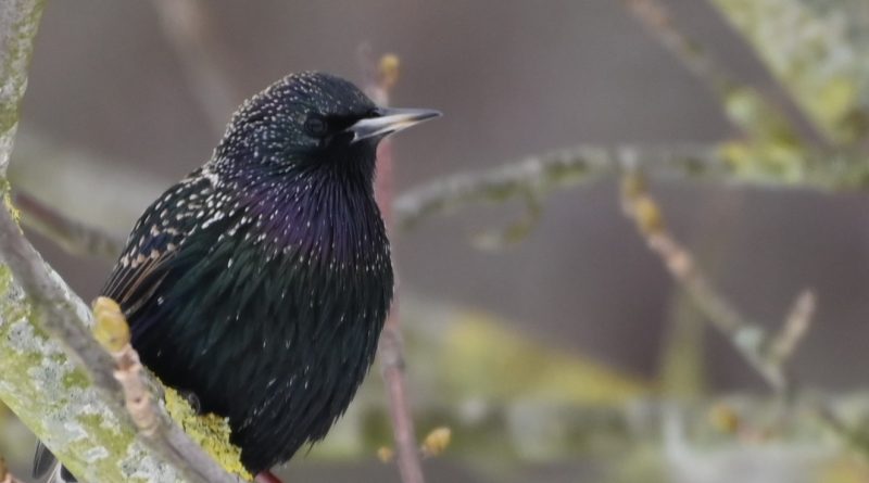 Hungrige Wintergäste Hungrige Wintergäste